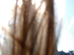 P1010001.JPG
